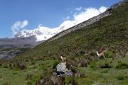 Lamas Chimborazo wandeling Ecuador