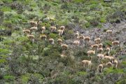 Vicuñas tijdens Ecuador wadeling