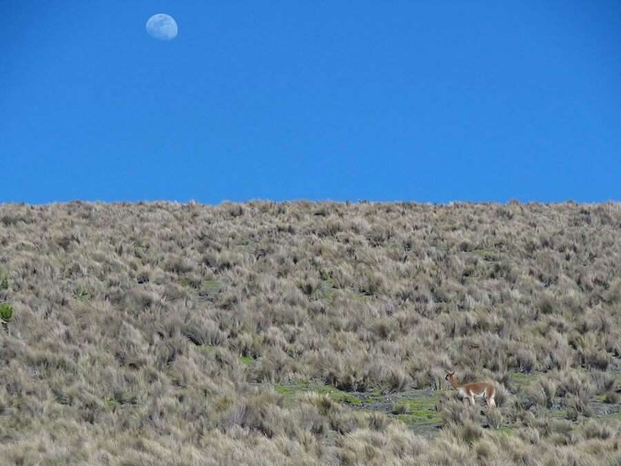 Vicuña trektochten Ecuador