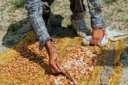 Cocoa beans