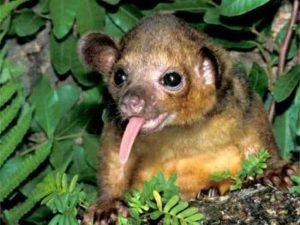 Kinkajou Amazon Peru