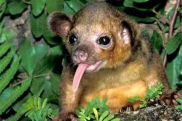 Kinkajou Tambopata Amazone tour