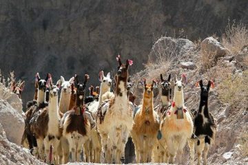 Cotahuasi lamas originele maatreizen Peru