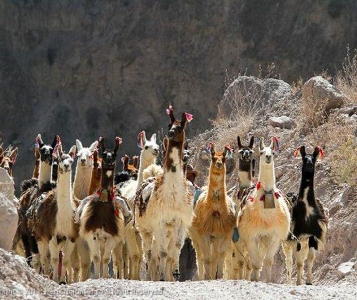 Cotahuasi lamas originele maatreizen Peru