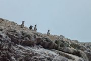 pinguins Islas Ballestas tour Peru