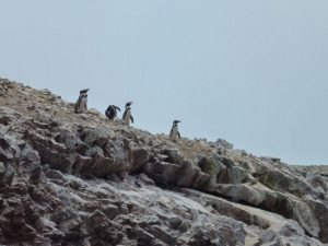 pinguins Islas Ballestas tour Peru