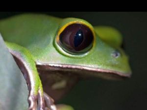 Frog in the Amazon Rainforest