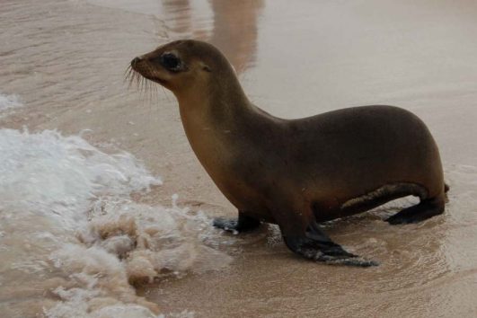 Galapagos Tours