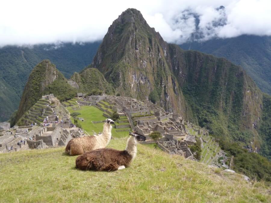 Lamas at Machu Picchu