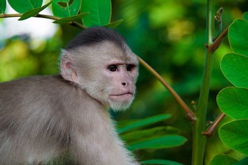Capuchin monkey in the Amazon