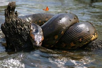 Anaconda in Amazon