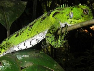 Iguana Cuyabeno Amazon tours Ecuador