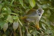 Squirrel Monkey in the Amazon