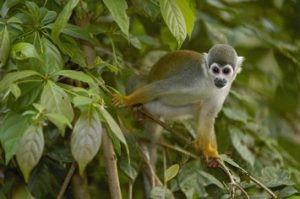 Squirrel Monkey in the Amazon