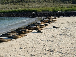 Sea lions Galapagos beach