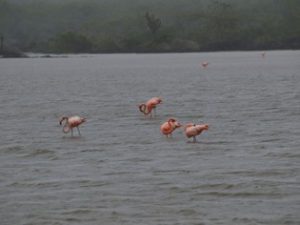 Flamingos in lake on Galapagos