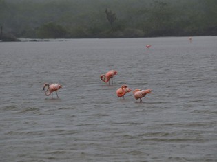 Flamingos in lake on Galapagos