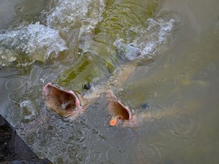 Paiches fish in Amazon Pacaya Samiria
