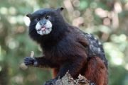 Tamarin monkey in the Amazon