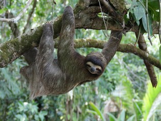 Sloth Iquitos Amazon