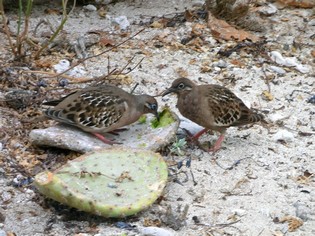 Darwin finches on the Galapagos