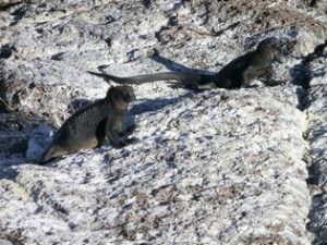 Marine iguanas customize Galapagos tours