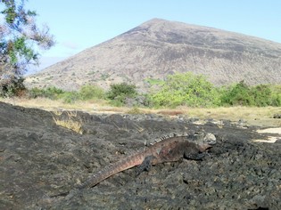 Leguaan op Sierra Negra in de Galapago
