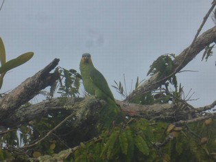 Parrot in Amazon Ecuador