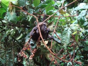 Samson Wooler Monkey Merazonia Ecuador