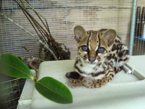 Marvin, baby ocelot at Merazonia