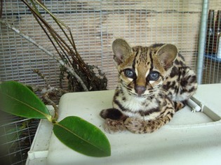 Marvin, ocelot in Merazonia Ecuador