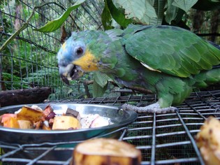 Papagaai Merazonia vrijwilligerswerk