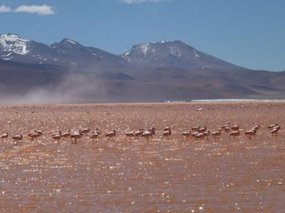 Flamingos in Laguna Colorada!
