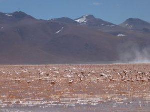 Flamingos Laguna Colorada Bolivia