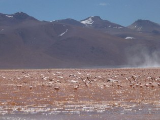 Laguna Colorada Bolivia reizen
