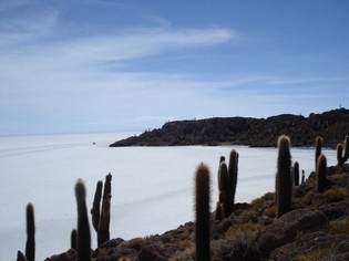 Inca Wasi cactus Eiland Salar