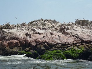 Ballestas Eilanden boottour