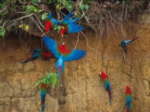 Macaw Clay Lick in Amazon