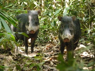 Peccaries Tambopata Amazone tour