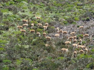 Vicuñas in Ecuador