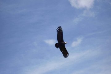 Condor Cotahuasi kloof Peru