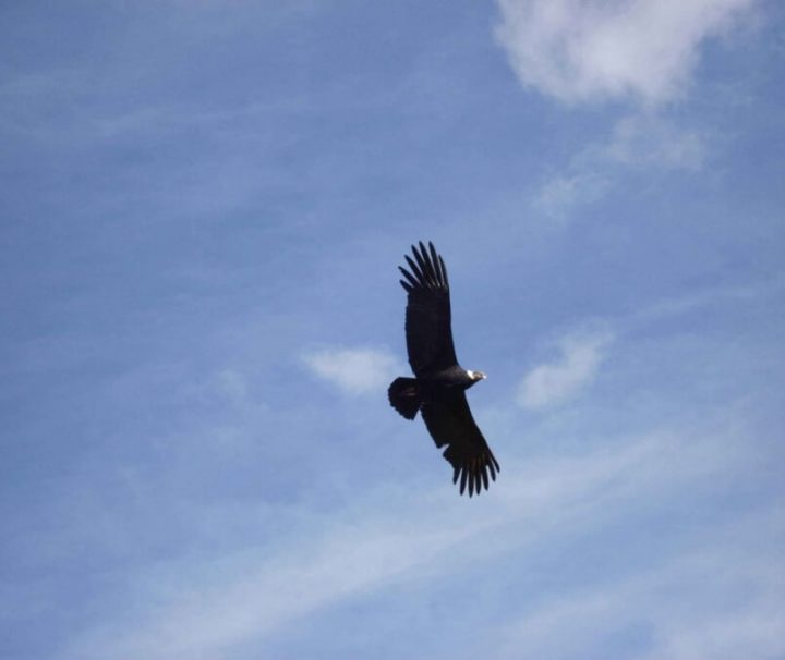 Condor Cotahuasi Canyon