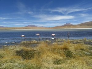 Flamingos Bolivia Peru Ecuador Fairtravel4u