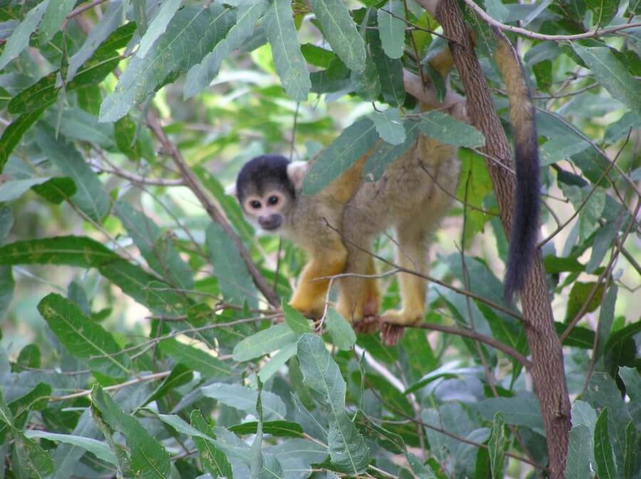 Squirrel monkey in tree