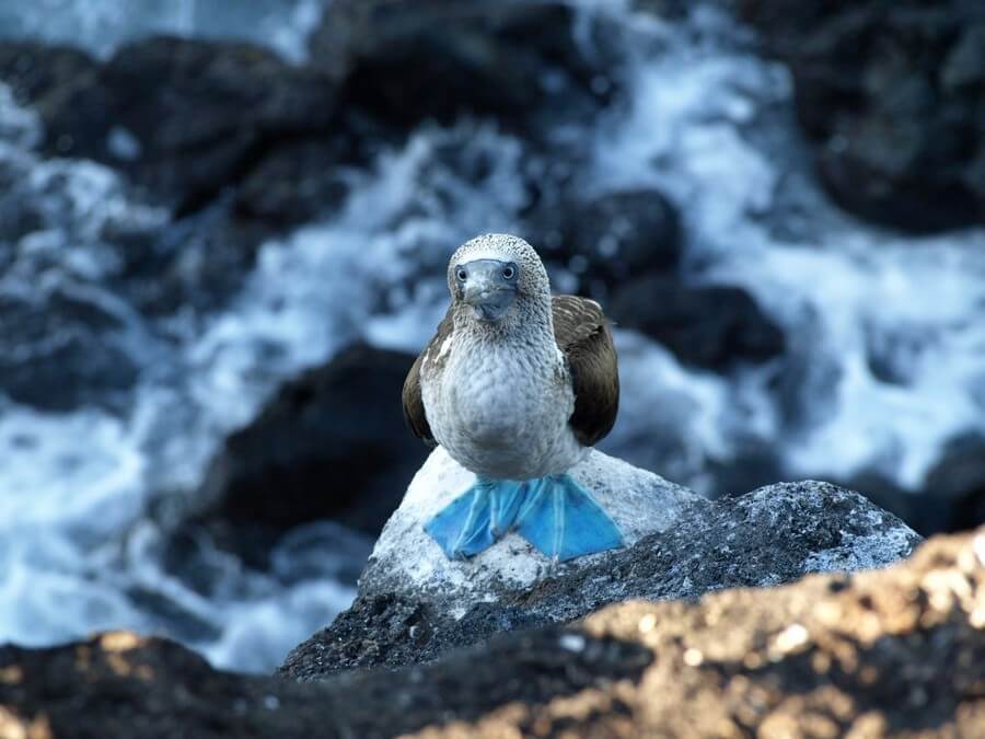 Standing blue footed Booby