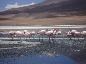 Flamingos laguna Colorada