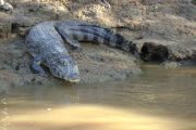 Caiman in the Amazon