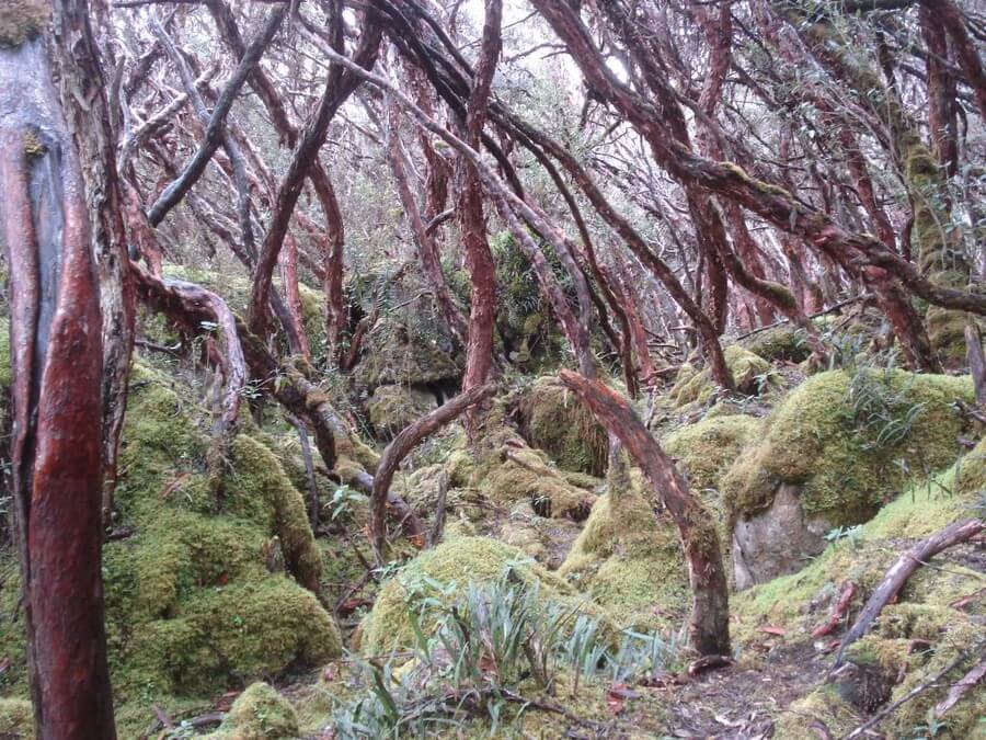 Wandeling in Parque Cajas, Cuenca