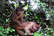 Capuchin monkies in the Amazon