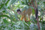Doodshoofd aapje in Amazone